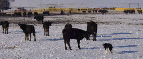 Wyoming Whip Program