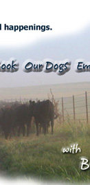 Moving cattle in Oklahoma.
