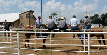 Bill Raus 5th Annual Memorial Team Roping