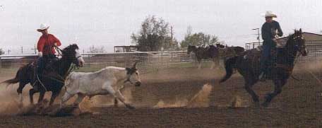 Team roping at Cowboy Church!