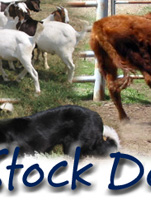 The Perfect Stock Dog is the dog that suits you.